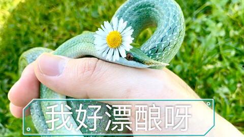 蓝舌头吃瓜,揭秘吃瓜背后的趣味与奥秘