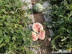 组团吃瓜,组团吃瓜，共享清凉时光