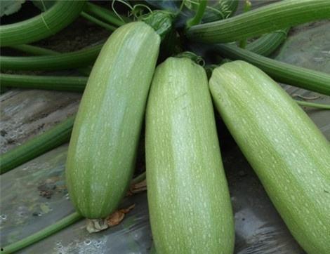 吃五个西吃瓜,探寻夏日消暑美食之旅