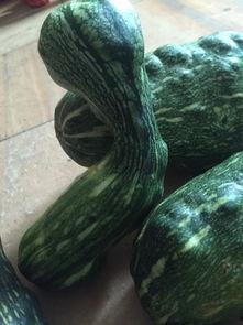 变形瓜可以吃吗,揭秘可食用变形瓜的奥秘与食用指南