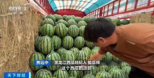 皮毛吃瓜,揭秘美食背后的皮毛文化