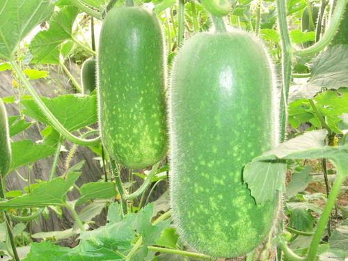 vx吃瓜圈,热门事件背后的真相与热议