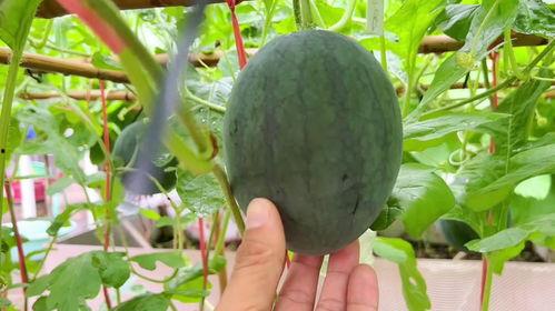 看我吃瓜,看我吃瓜，一网打尽明星幕后故事