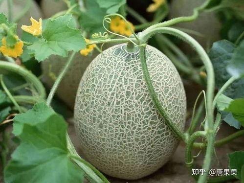 风情by大白在吃瓜,吃瓜界的风云人物