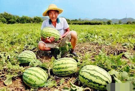 开端瓜农片段吃瓜,瓜农的甜蜜生活，吃瓜乐趣无限