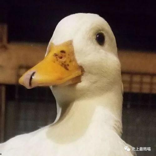 瓜哥吃瓜不补全鸭鸭,鸭鸭补全，揭秘娱乐圈幕后故事