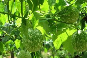 吊瓜炒着怎么吃,家常美味吊瓜炒的多样吃法探索