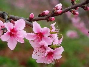 吃瓜日常桃花露,揭秘吃瓜日常中的甜蜜诱惑