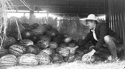 温县吃瓜群众事件始末,一场网络舆论的风波与反思