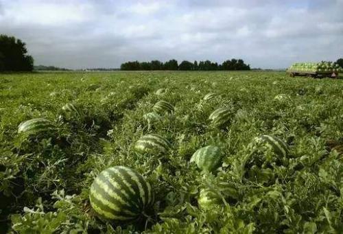 瓜瓜吃瓜故事感悟,悟人生百态