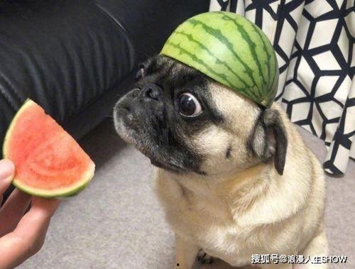 网友吃瓜照片,娱乐圈最新“瓜”来袭，揭秘明星幕后故事