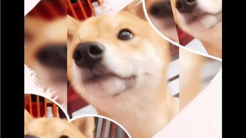 柴犬可以吃哈密瓜么,哈密瓜，是宠物的美味佳肴吗？