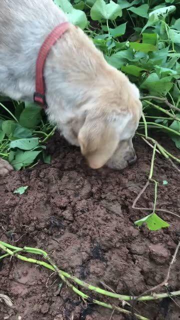 小狗可以吃土瓜不